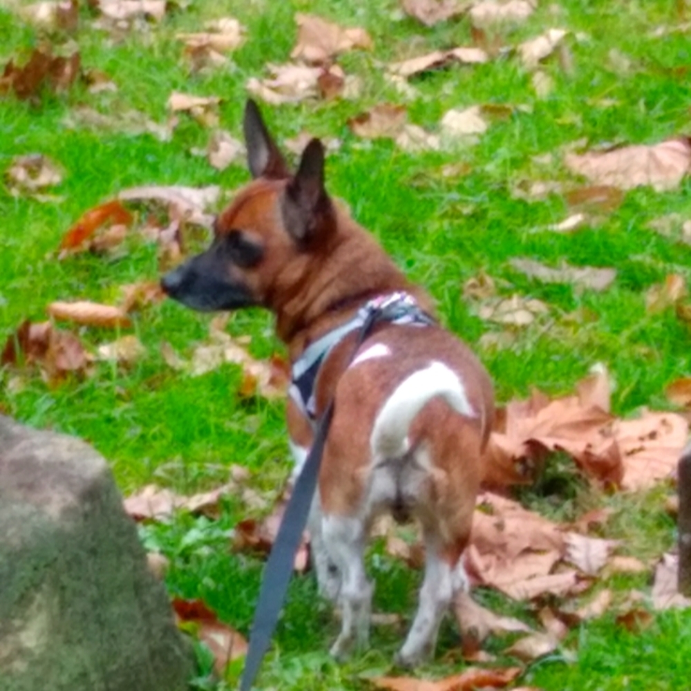 Meet your Posher, Ollena